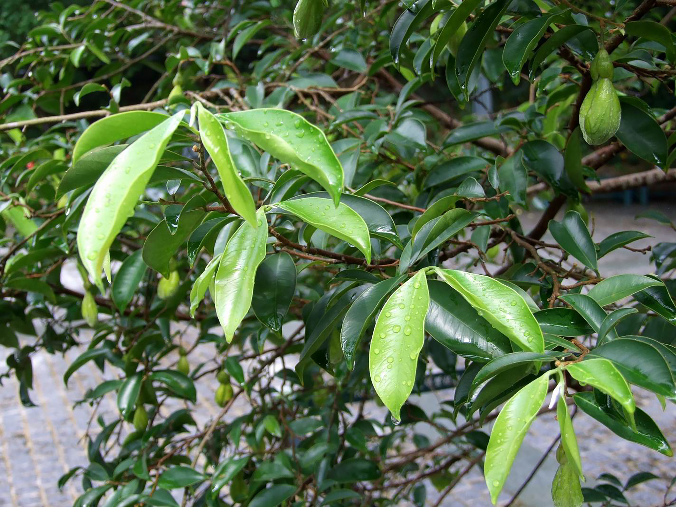 Close-up of rain-covered leaves on a tree branch.