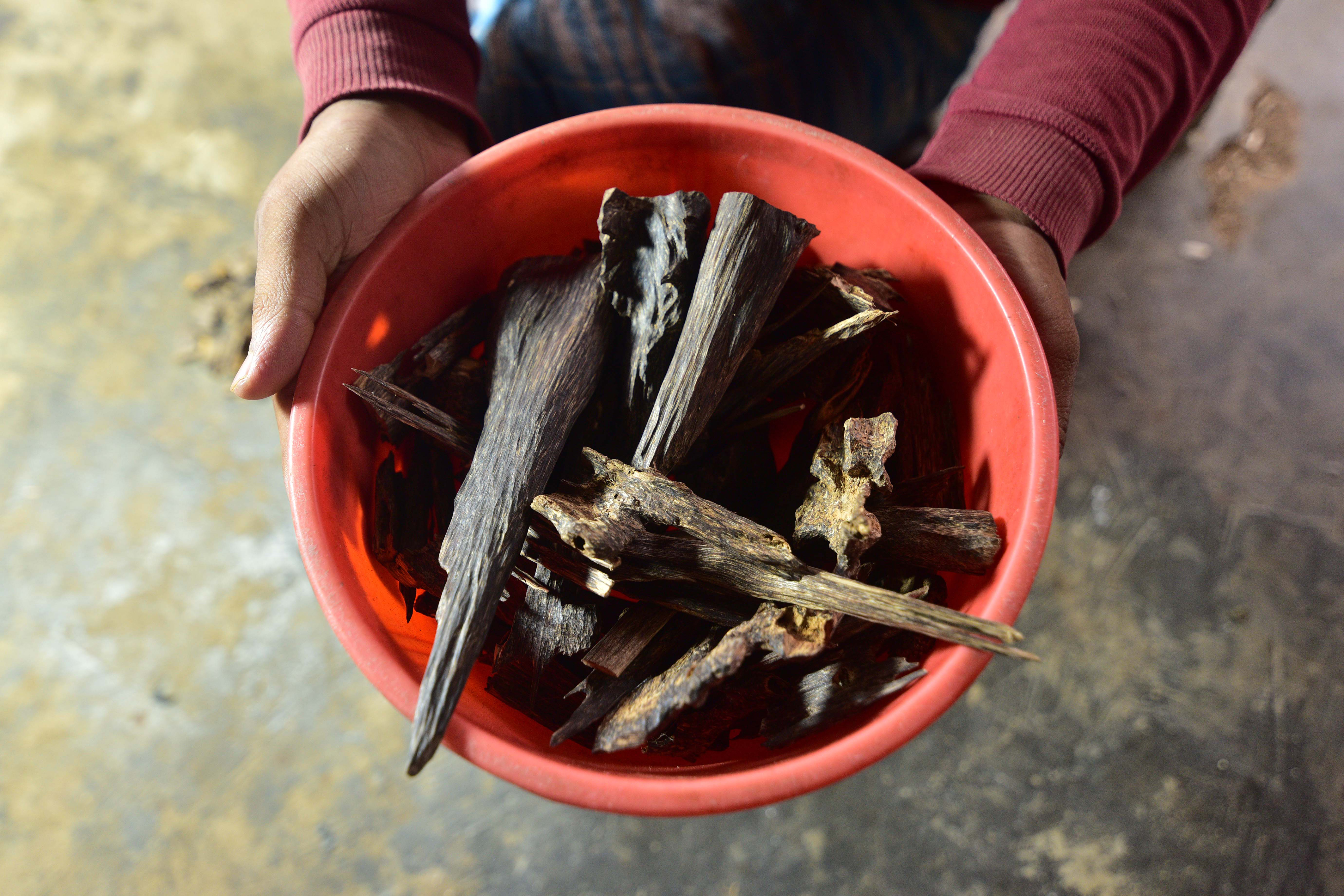 A farmer holding a bowl of agarwood.